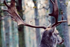 Picture of a wild Stag